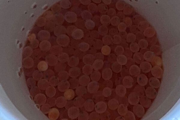 trout eggs