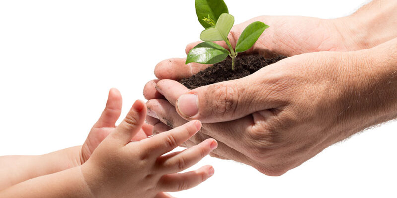 hands handing child a plant