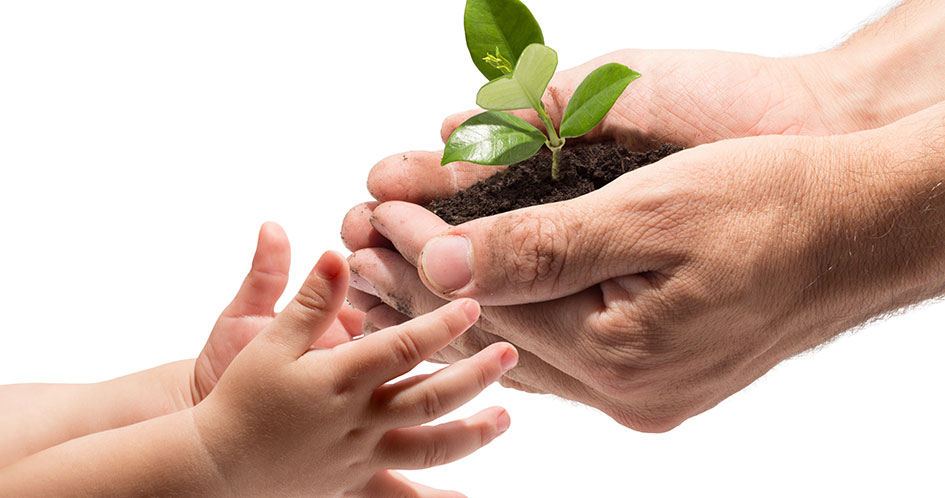 hands handing child a plant